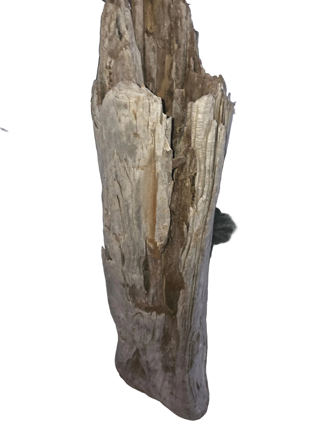 Aquarium Description