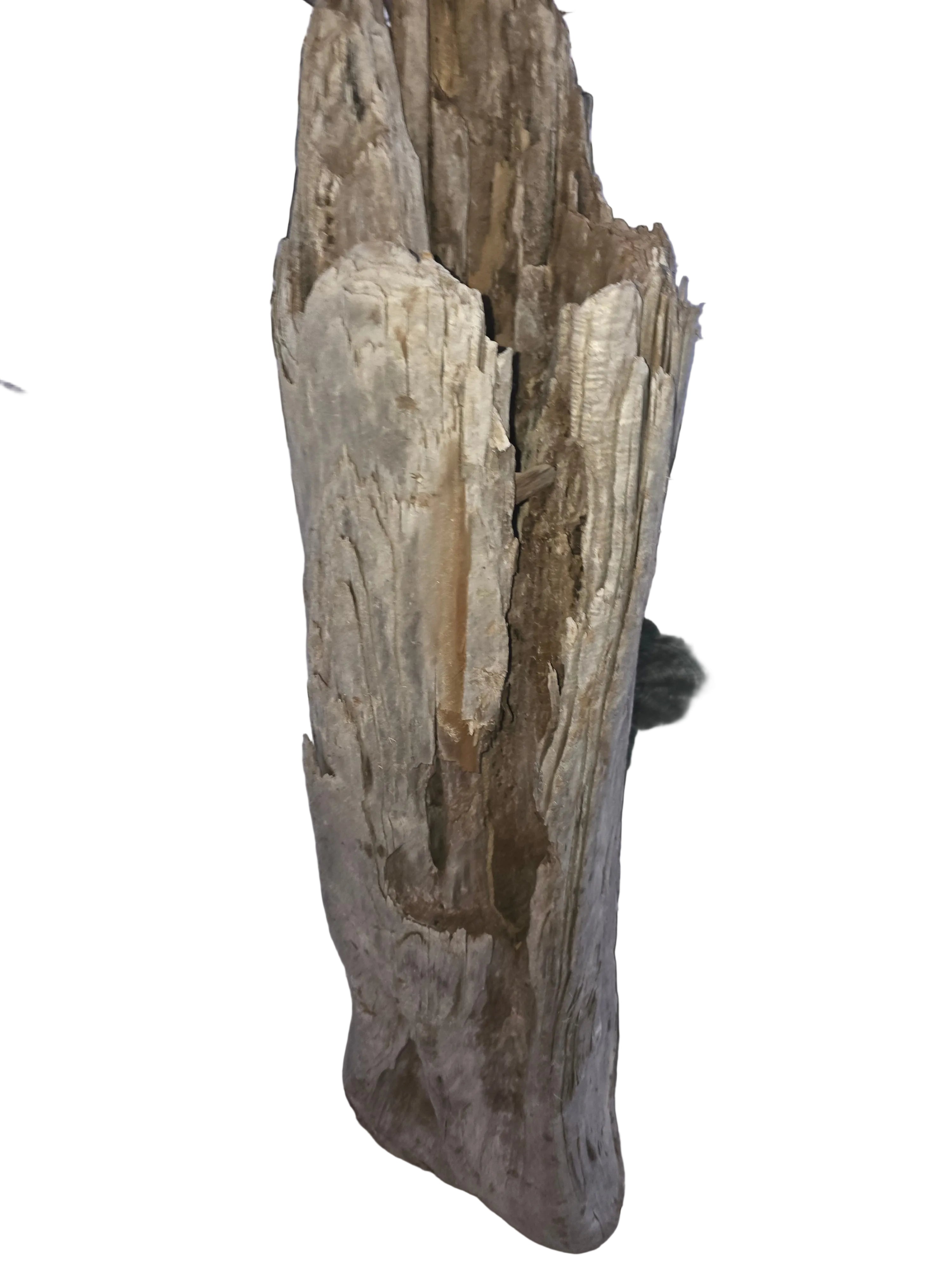 Aquarium Description